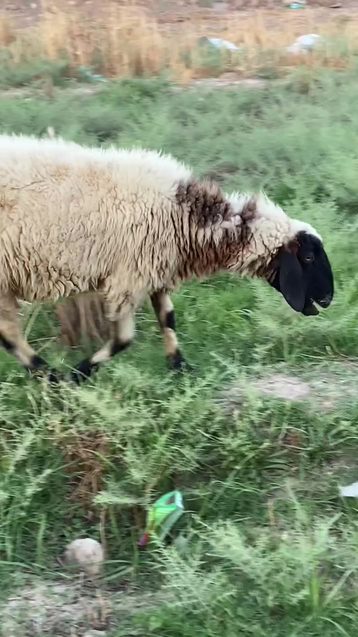 نعجه عشره ع كل عيب تاخذ شرط عشار
هـ *********** وتساب فقط بي
