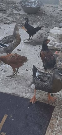 بطة • بط للبيع • زوج بط • بط فحل • بط نثيه