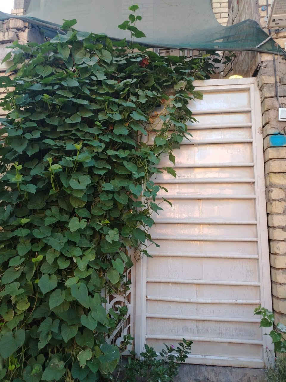 يا الله 

دار البيع مساحه 70 متر طابو زراعي سند 25 كافه خدمات

واجهه 4 ونزال 18 

عرض شارع 14 متر 

العنوان حي كوفه خلف دائرة الكهرباء 

سعر 65 وبي مجال الشراي بسيط 

اي ستفسار تصل ***********

سنه البناء 2024

طابقين بناء درجه والى 

مسلم معامله طابو مال ام كبر
