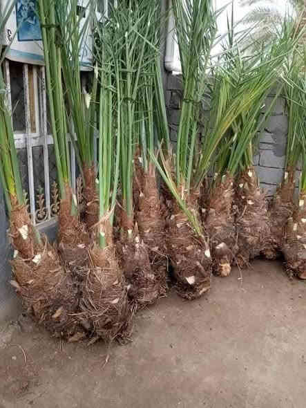 سلام عليكم يوجد لدينا فسال برحي أو مكتومي أو جبجاب او بريم أو بلكه أو جبجاب او قرفلي. او عجوت زهدي خستاوي شكره
رقم *********** وتساب متواجد بي وقت
