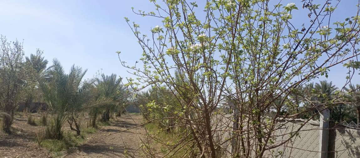 بستان صغيرة 500 متر للبيع طابو زراعي سند 25 تتوفر فيها جميع الخدمات ماء اساله وماء سقي وكهرباء ومسيج بالكامل الواجهه 25 متر والنزال 20 متر العنوان بغداد ناحيه الراشديه السعر 35 مليون وقابله للتفاوض للاستفسار الاتصال على الرقم *********** مكتب العبيدي للعقار
