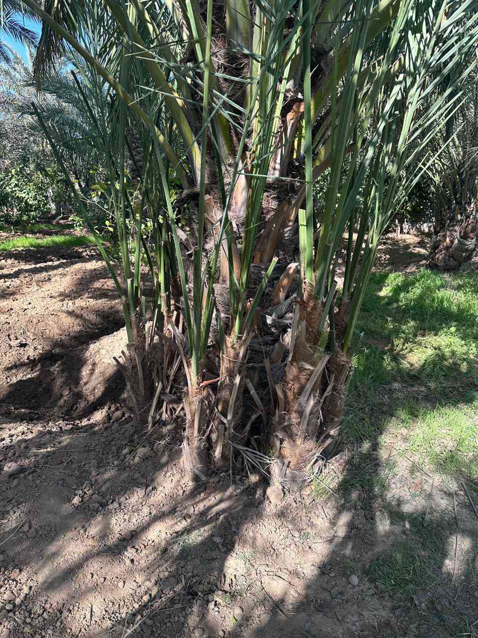 السلام عليكم يوجد لدينا فسيل خضراوي واشرسي ومكتوم للبيع الاتصال ع الرقم ***********
