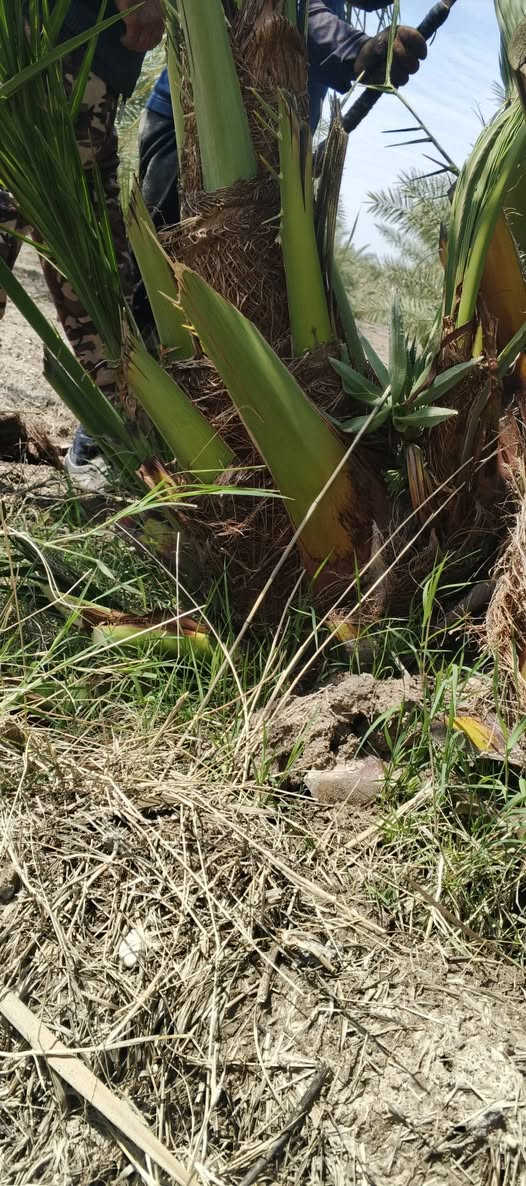 سلام عليكم فسيل برحي للبيع عدد مفتوح سعر فسيل 225 قفل


**إذا كنت صاحب هذا الإعلان وتريد حذفه لأي سبب، رجاءا أرسل رسالة إلى الدعم الفني**