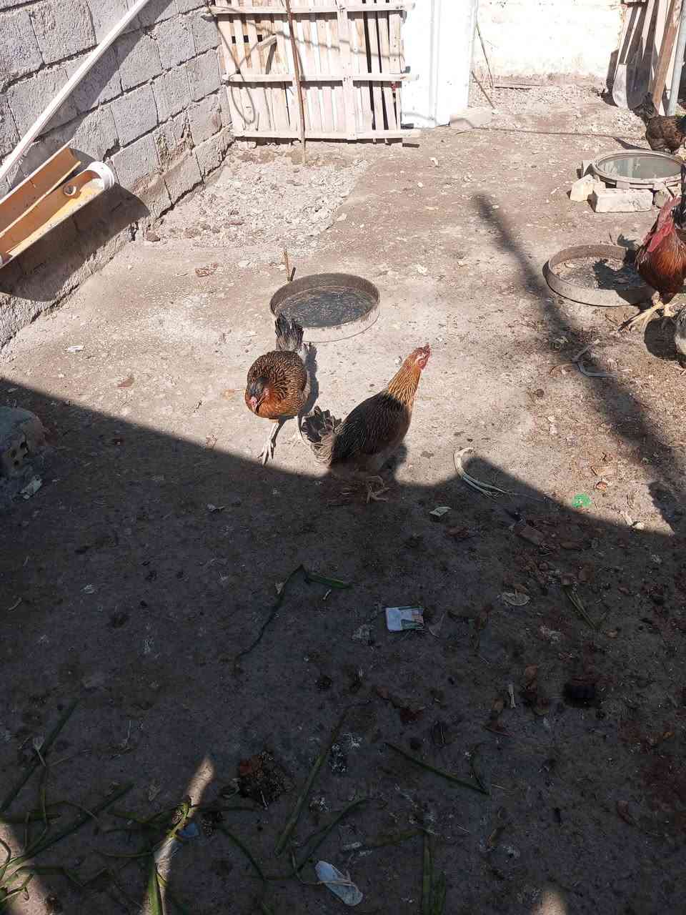 شباب التك على 15 قفل مكاني سبع البور بالالف اني يم مدرسه طه حسين وهاي ارقامي دقوا عليها بخدمتكم.         ***********.       ***********
