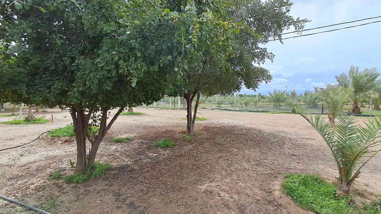 للبيع للبيع 
مزرعة   ١٥   دونم طابو زراعي تحويل مباشر   تقع على السريع الدولي بغداد  انبار مقابل جامعة الفلوجة  واجهة ١٠٠ متر مباشر على السريع.   المزرعة تحتوي على دار عدد ٢ مع استراحة كرفانات وخيمة كبيرة مجهزة بلكامل مع جلسة مثمنة سكيورتي  المزرعة فيها جميع الخدمات ماء وكهرباء مزروعة بكافة انواع النخيل الممتاز وكافة الفواكه  مسيجة بلكامل وتحتوي على اسطبل خيول مع محمية حيوانات . للاتصال والاستفسار

 ***********
 وات ساب 
***********
