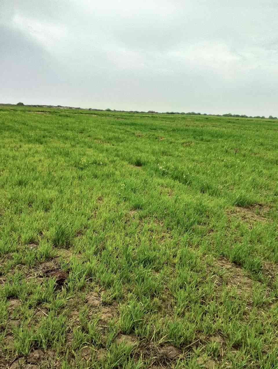 چاير للبيع 100 دونم
تواصل ***********
