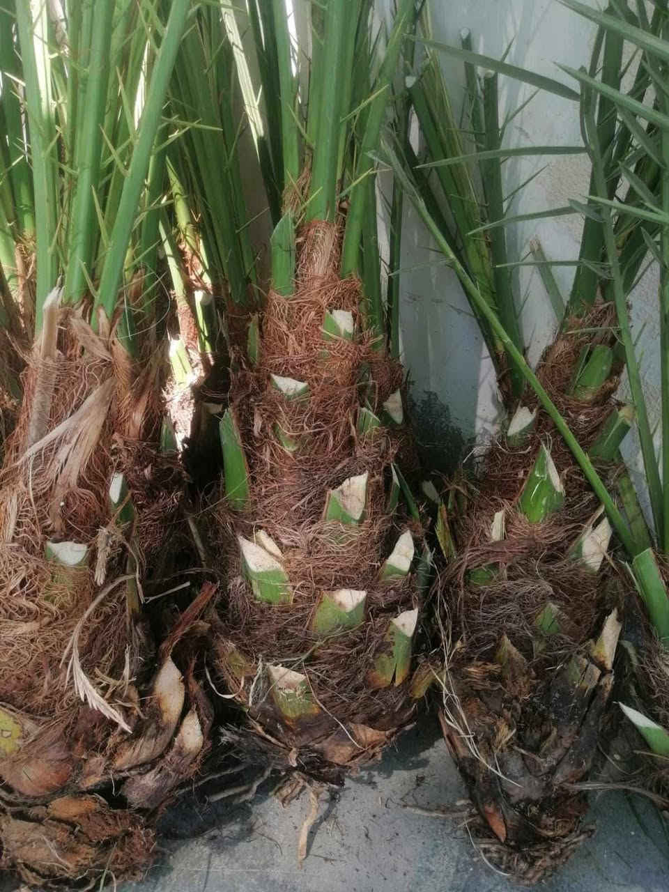 بسم الله الرحمان الرحيم//***********)//السلام عليكم يوجد لدينا افضل أنواع النخيل امهات حمال بطينته إحجام كبيره وصغيره من متر ونص الى سته امتار ومستعدين لتجهيز دوائر الدوله الحكوميه ويوجد توصيل جميع محافضات العراق وتوجد ايضآ من أجود وافضل الفسائل
