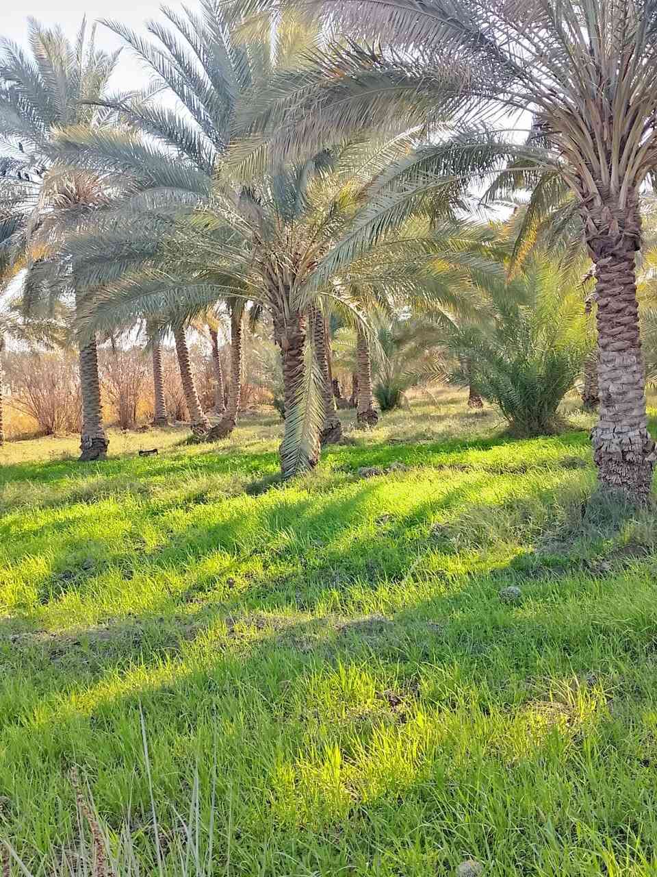 الهم صلي على محمد وآل محمد ✨🌷
سلام عليكم ✨🚩عرض جديد 
قطعه ارض طابو زراعي سند 25✨🚩
للبيع ✨🚩
المساحه خمسه 5دوانم مع بستان نخل حمال عدد النخل حوالي 210نخله حمال ✨🚩
وارض زراعيه وتربتها حلوه ✨🚩
الخدمات متوفره ✨🚩ماء وكهرباء وماء سقي كله سيح مع دار هيكل مساحته 200متر  ✨🚩
العنوان طريق السده محاويل منطقه الناصريه ✨🚩
باقي تفاصيل والسعر اتصل 📞
والسعر مناسب ✨🚩
‏‪***********‬‏
