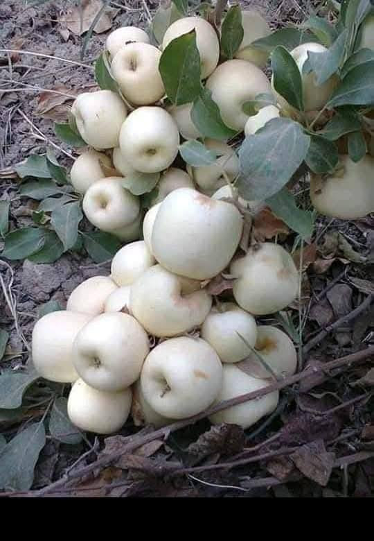 بسم الله الرحمن الرحيم
مشتل الحاج أبو أمجد 
لبيع كافه انواع الشتلات النفضيه 
    العنوان
بغداد/المحموديه /منطقه شيشبار 
هـ/***********/
***********
***********
1/مشمش هرفي خشن ارتفاع( ٣م )السعر ٢٥٠٠ 
٢/مشمش حجي فاضل خشن ارتفاع (٣م) السعر ٢٥٠٠
٣/مشمش تركي أبو زنجيل خشن ارتفاع(٣م) السعر ٢٥٠٠
٤/آلو دموي ارتفاع(٣م) السعر ٢٥٠٠
٥/آلو رقم ١ ارتفاع (٣م) السعر ٢٥٠٠
٦ /تفاح عجمي ارتفاع(٢م) السعر ٣٥٠٠
٧/تفاح ابراهيمي خشن السعر ٣٠٠٠
٨/عرموط صيفي ارتفاع (٣م) السعر ٢٥٠٠
٩ /خوخ خشن السعر ٢٥٠٠

*ملاحظه/لأسعار بدون تغليف يضاف لها ٥٠٠ دينار أجور تغليف مع وجود خدمه توصيل *
