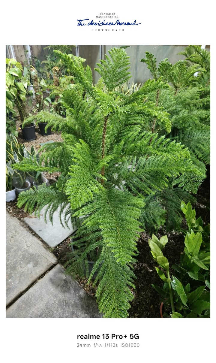 يالله .على بركه الله تم وصول وجبه جديده من نباتات المنزلية. العنوان جمعيه الاولى قرب  مدرسه الفرزدق


**إذا كنت صاحب هذا الإعلان وتريد حذفه لأي سبب، رجاءا أرسل رسالة إلى الدعم الفني**