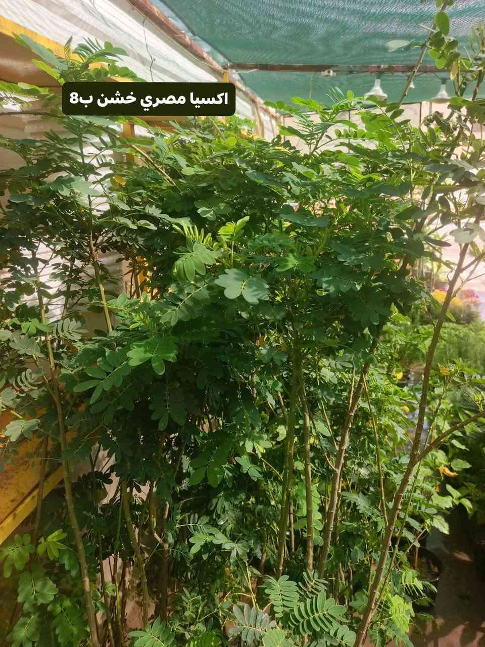 صباح الخير
وصول وجبه جديد من نبات خارجيه الضليه تتحمل اجو العراق 
اكسيا 
البيزيا
تيكوما.             ***********
كالبتوز خشن.               
                خدمة توصيل داخل كوت 

العنوان مشتل كوت فلكت الحاوي قرب مجمع دمشق الطبي مقابل مدرسه التعليم الاساسي مشتل سماء الكوت
