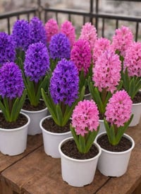 نباتات ظلية • مستوردة • بغداد سبع ابكار