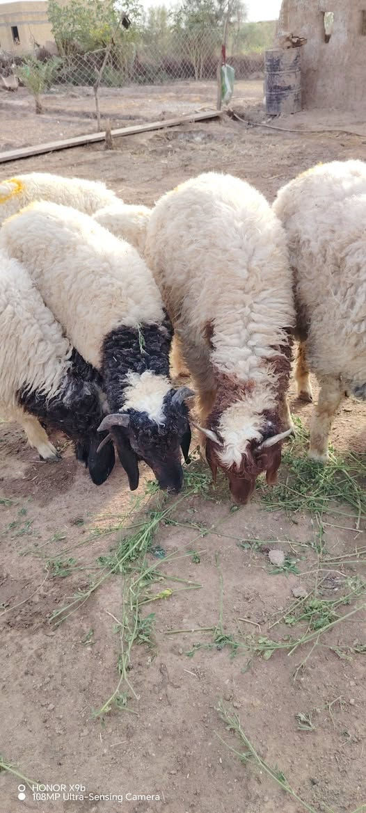 طليان عدد 6 ذكوره خشنات وسمان خير من الله 
يرهمن كصابه وجني ونذر وهديه
مشرطات كافه شروط الجني ولصحاه
مكان ناصريه سيد دخيل 
سعر الواحد 265
الشراي يتصل واني بخدمته 
***********
