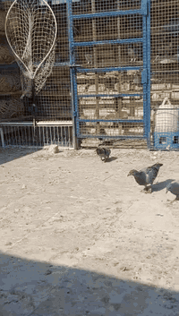 عدد ١٢ • بالزوج • شعلة