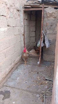 ديج عربي • بيه مجال