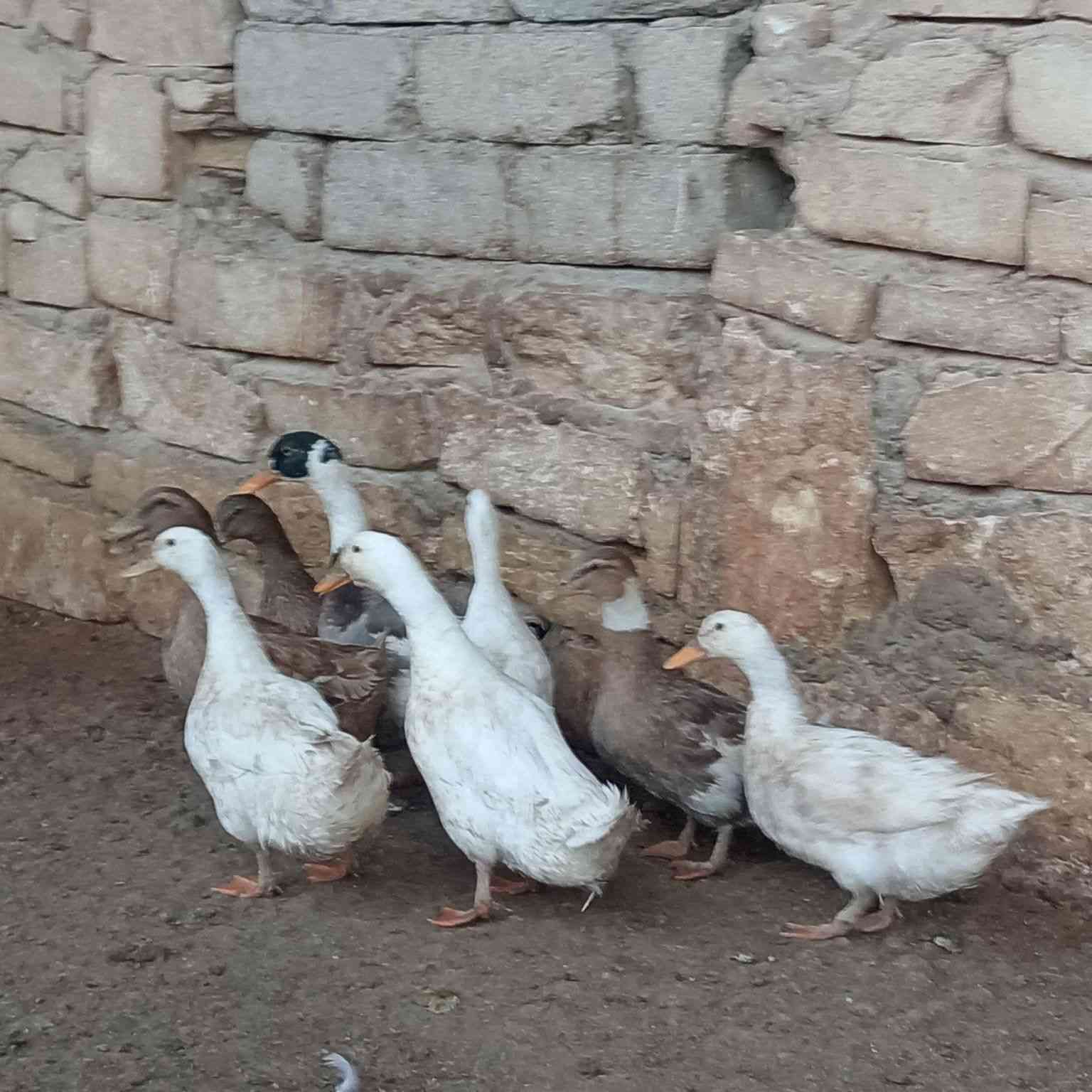 للبيع بط عراقي نضياف خشنات بيض شراط عداد ٨ أشراي يتصل على راقم ***********
