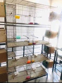 قفص • طيور زينه • قابل تفاوض