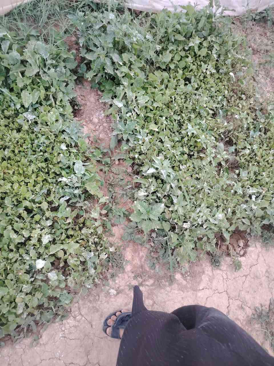 دايه فلفل بارد اميرال و بونازا طول اللوح متر وعرض متر وثلاثين وثلاثين وبيذنجان برشلوني

***********
