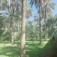 كربلاء الحسينية • دونم ٢٥٠٠م • طابو زراعي