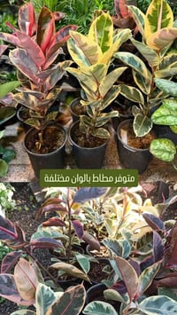 نبات المطاط • أحجام وألوان • توصيل الموصل