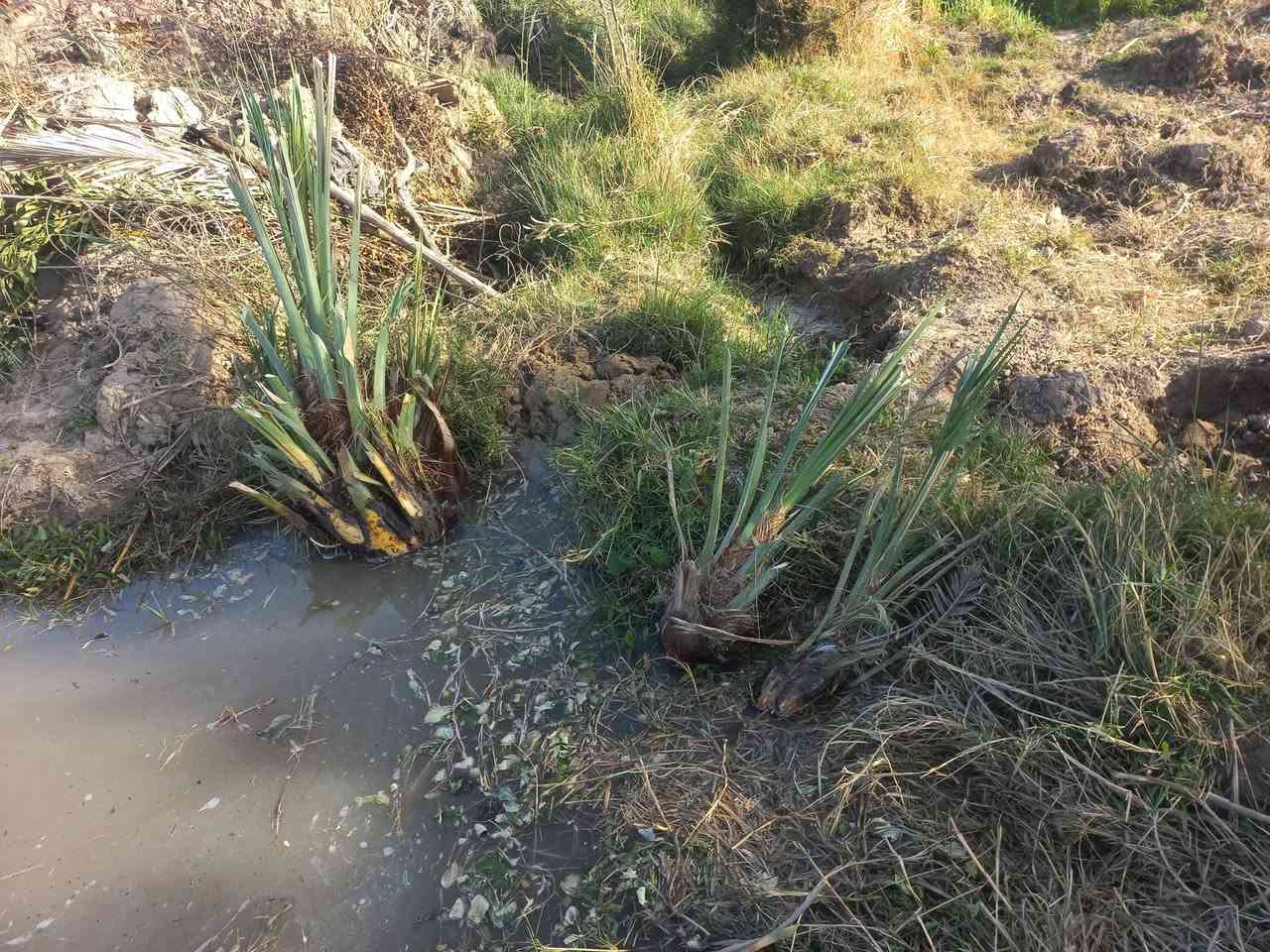 متاح فسائل نخل شويثي درجة أولى مشلوع وجاهز للشتال 
المكان الشطرة 
***********
