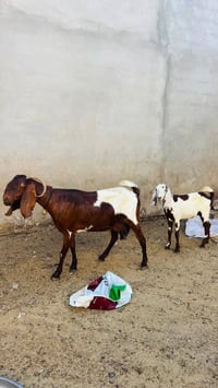 عنز شاميه • درجة أولى • بنت سنة ونص