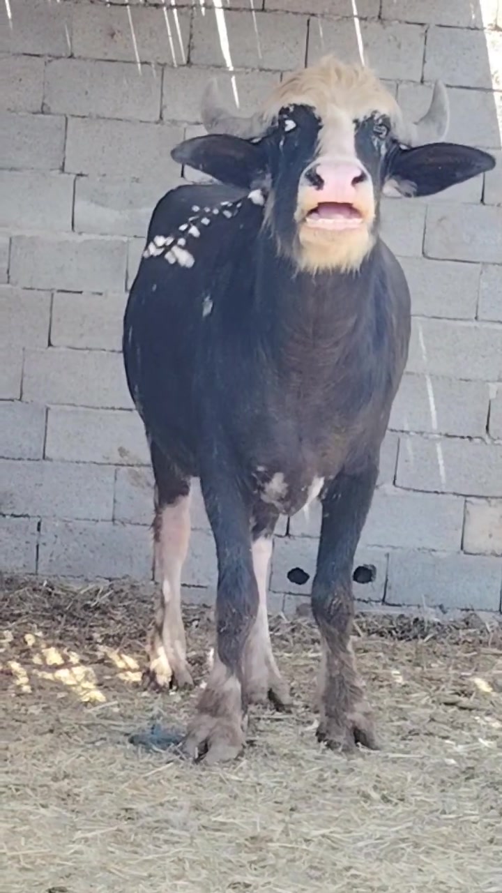 الهم صلي على محمد وآل محمد..
بجر فراتيه للبيع ماخض عليها ٧ أشهر شرط الفحص فول مواصفات درجة أولى بجر مال بيت مشروطه كافة شروط الجني المكان ميسان الرقم *********** ج
