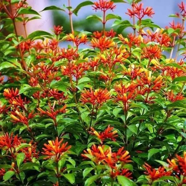 🍁#مشتل الحدائق والنباتات 🍁
توفرت مجموعه جديده من شتلات نبات الهيمالايا🌸✨

ارتفاع متر   تقريباً ✨
السعر ١٢ الف 🔥

علما بأن الكميه محدوده❤️.
🍂الوصف النباتي بالاسفل🍂.

شتلة هيميليا (Hamelia patens) الصحية لإضفاء لمسة من الجمال والألوان الزاهية إلى حديقتك! 🌺✨** تُعرف الهيميليا أيضًا باسم "نبات نار الصبار" أو "أراجيح النار"، وتتميز بأزهارها البرتقالية أو الحمراء. إليك بعض المعلومات حول كيفية زراعتها ورعايتها:
كيفية زراعة هيميليا: 

الري: تحتاج الهيميليا إلى ري معتدل. يُفضل أن تُروى النبتة عندما تجف التربة السطحية. تأكد من تجنب الإفراط في الري، حيث يمكن أن يؤدي ذلك إلى تعفن الجذور. 

الإضاءة : تُفضل الهيميليا الشمس الساطعة، لذا يُنصح بزراعتها في أماكن تتلقى 6-8 ساعات من ضوء الشمس المباشر يوميًا للحصول على أفضل نمو وإنتاج للأزهار. 

درجة الحرارة : تنمو الهيميليا بشكل جيد في درجات حرارة تتراوح بين 20-30 درجة مئوية. تُعتبر نباتات مقاومة للأجواء الحارة، ولكن يجب توخي الحذر من الصقيع. 

التربه : تحتاج الهيميليا إلى تربة جيدة التصريف وغنية بالمواد العضوية. يُفضل استخدام مزيج من التربة الطينية والرملية لتحقيق قيمة أفضل لتصريف المياه. 

التسميد: يُفضل استخدام سماد متوازن أو سماد عضوي كل 4-6 أسابيع خلال موسم النمو (الربيع والصيف) لتعزيز النمو وزيادة عدد الأزهار. 

📍العناية العامة: تأكد من تقليم النبات بانتظام لتعزيز النمو الكثيف وترتيب الأزهار. راقب النباتات بانتظام للكشف عن أي آفات أو علامات مرض. 

📍الفوائد: تُعتبر الهيميليا جاذبة للفراشات والنحل، مما يعزز التنوع البيولوجي في الحديقة. كما تُعتبر خيارًا رائعًا لتنسيق الحدائق بسبب جمال أزهارها.

متوفر توصيل لجميع محافظات العراق 🩵
 للحجز والاستفسار يرجى مراسله الصفحه 🩷


**إذا كنت صاحب هذا الإعلان وتريد حذفه لأي سبب، رجاءا أرسل رسالة إلى الدعم الفني**