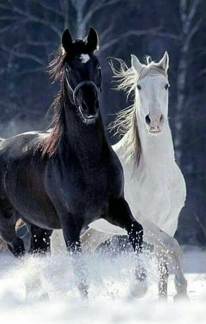 نادي فروسيه ليلان تعلن عن بيع خيولها لعدم التفرغ ***********

