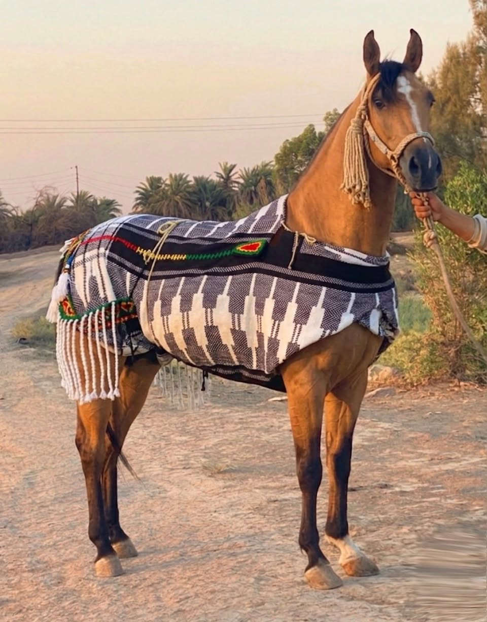 .. السلام عليكم مهره عربيه رقم واحد مكفوله  ع كل عيب ارتفاع154  كل شروط الجني مهره خط جمال خياله سلم  عشارهه 4شهر 
 ‏‪***********‬‏.. 
***********
واتساب موجود خاص مفتوح والشراي بطن عيني  .، 🤍
