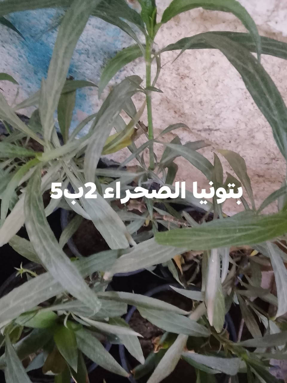 تتوفر نباتات خارجيه البيع 🍀🚗🌱🌺🌿🌿يوجد توصيل داخل بغداد بعض المناطق🚘🚗☘️☘️☘️☘️🌱🌺🍀🍀🍀🍀🍀


**إذا كنت صاحب هذا الإعلان وتريد حذفه لأي سبب، رجاءا أرسل رسالة إلى الدعم الفني**