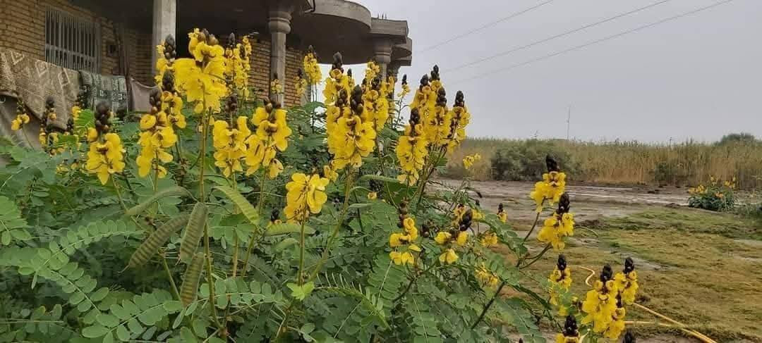 متاح لدينا بذورها
بذور شجرة اكاسيا صفراء تيكوما
بذور شجرة. الجاكرندا البنفسجيه
بذور شجر اكاسيا شمعدان الافريقيه
لطلب والحجز واتساب *********** السماوه أو مراسلة الصفحه يوجد خدمة توصيل طلبات لكافة المحافظات لباب البيت انواع البذور الأستواىيه النادره
