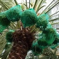 أكياس العثق • ٧٠×٩٠ • تحمي التمر
