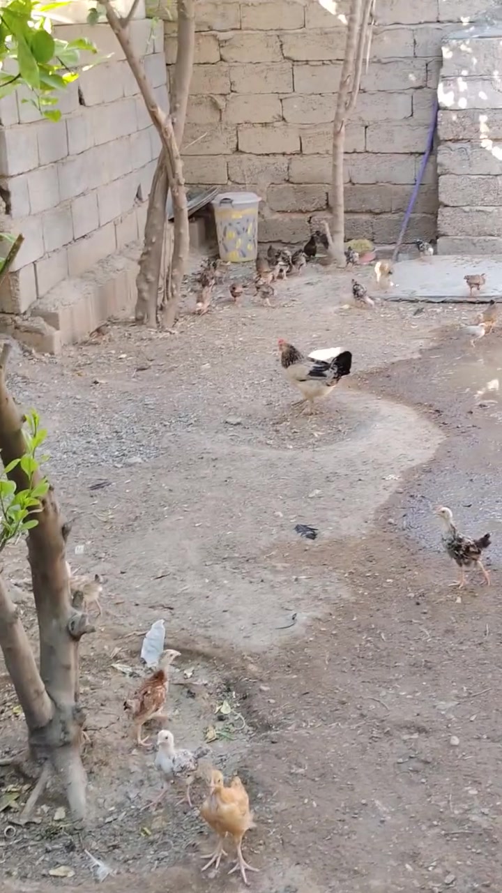 اللهم صلي على محمد واله محمد متاح افراخ كويتي خبط عمر شهرين ونص دندراوي فري وكحلي ومطوك وشمسي سعر تك ب٤ الف كميه بيه مجال انشالله دجاج كله مفسر دجاجه والديج دجاج صحه ونشاط وخير من الله ماخذ جميع كورس لقاحات والفيتامينات مكاني بلد صلاح الدين للاتصال ***********
