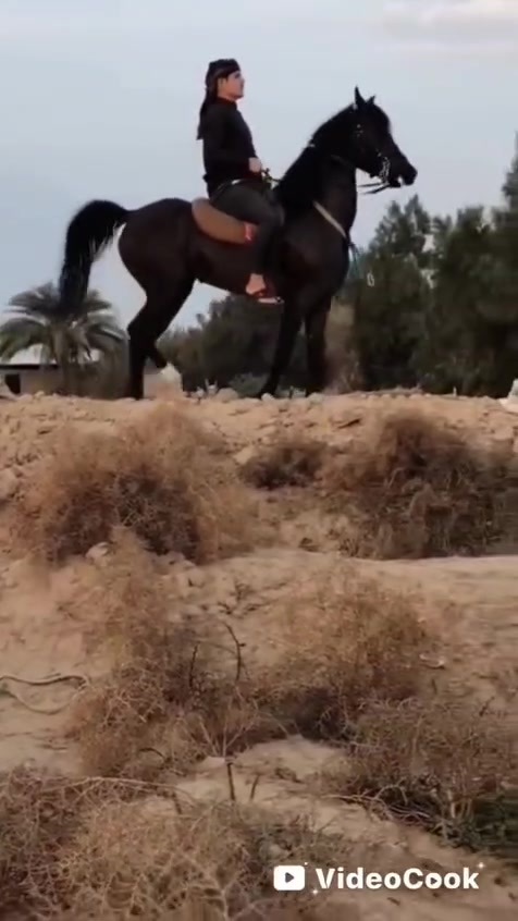 يالله  وين عشاكت زين فرس لبيع   مصريه درجه وله خط جمال محجله تك  وره ورثمه  عشار ٣شهر من حصان بطل   فناص كسر وراق كامله شرط لخياله راس وشليل مال زماط كشخه وستعراض مجماليه فول رتفاع ١٥٤فرس كلفه  شراي تصل ‏‪***********‬‏ بيه وتساب لاسيه ‏‪***********‬‏
