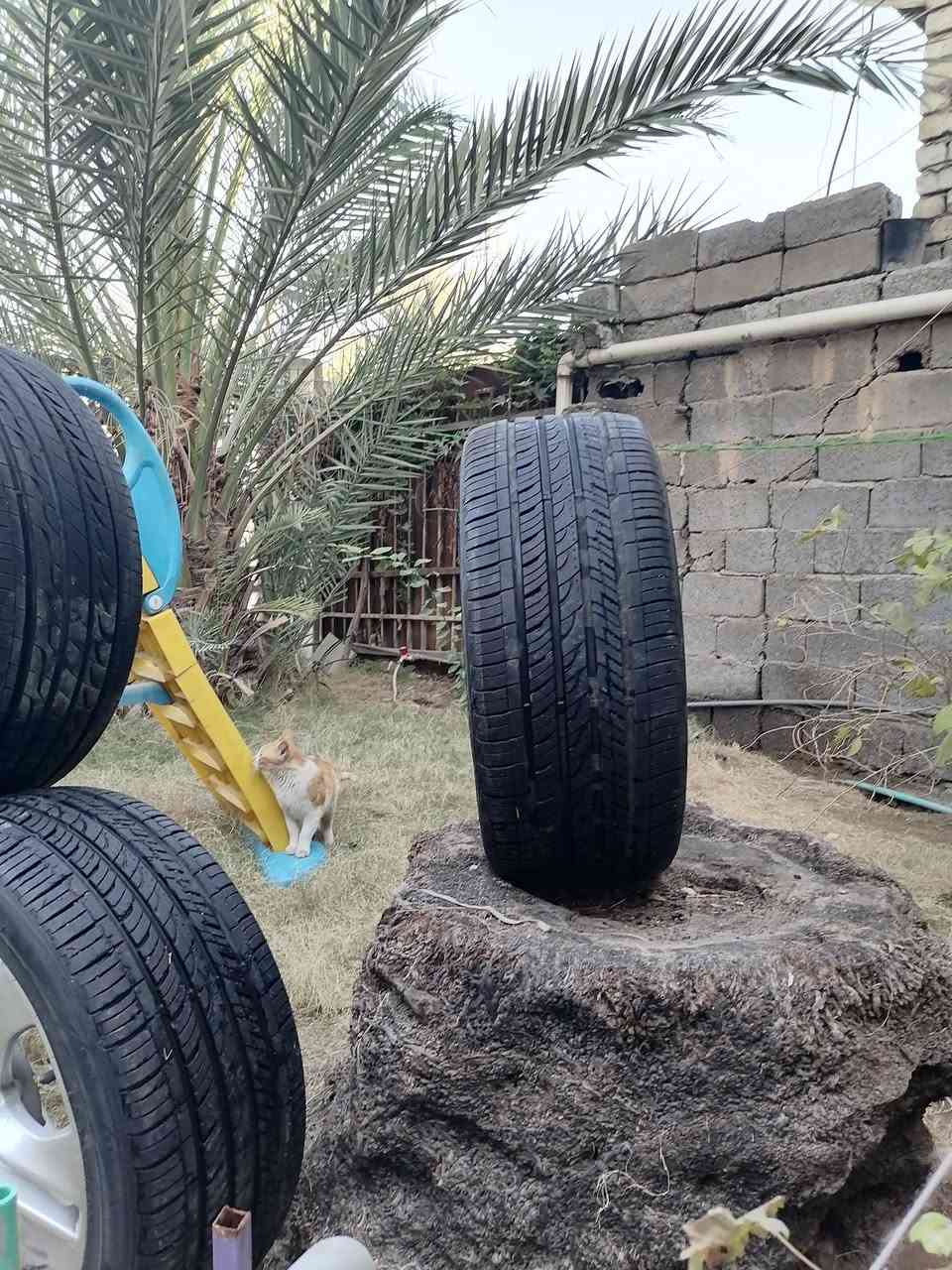 من رخصة الادمن المحترم عندي تخم ويل مع تخم تاير قياس 17.. ٤٥ ٢٤٥ الماني اصلي تك ويل بيه فطر ومصلح والبقيه انضاف التاير كوري للبيع السعر ٤٠٠ اوبيه مجال موبايل ***********
