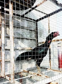 طير هراتي • بغداد أور