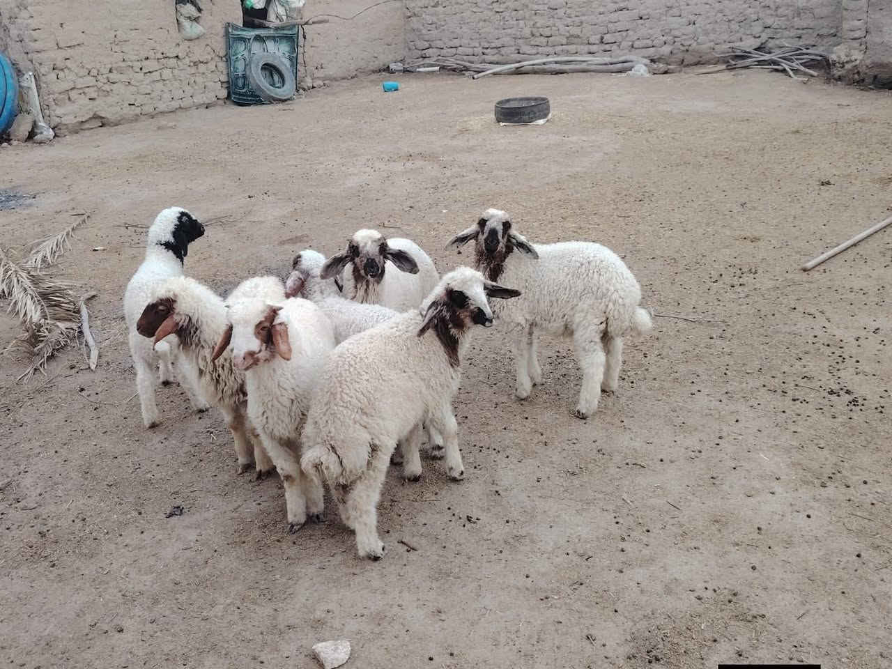 طليان للبيع العدد6 سعر مناسب لواحد 50 الف كلش متوازي
‏‪***********
