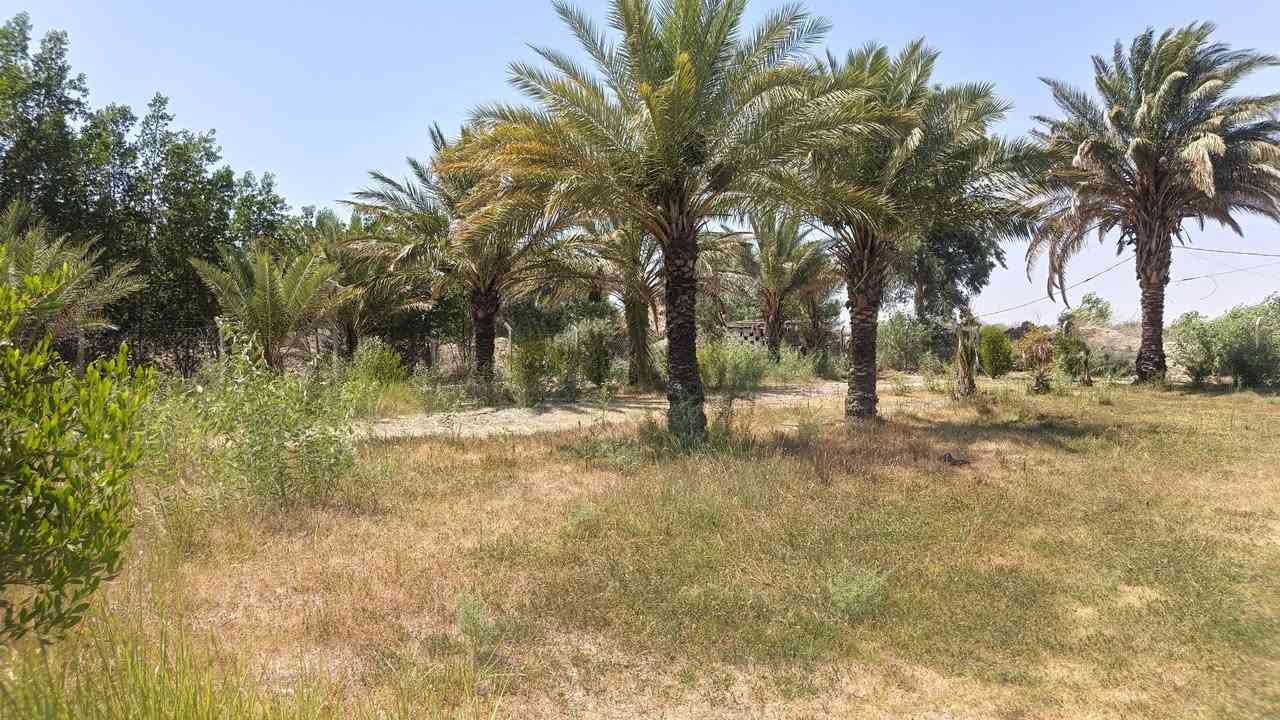 خمس دوانم بيهن بيوت 3مي كهرباء بل باب مولده كبير الكاع مسيجه بي آر سي بيها نخل مثمر على طريق دجيلي قرب مدرسه الأندلس الاستفسار ***********

