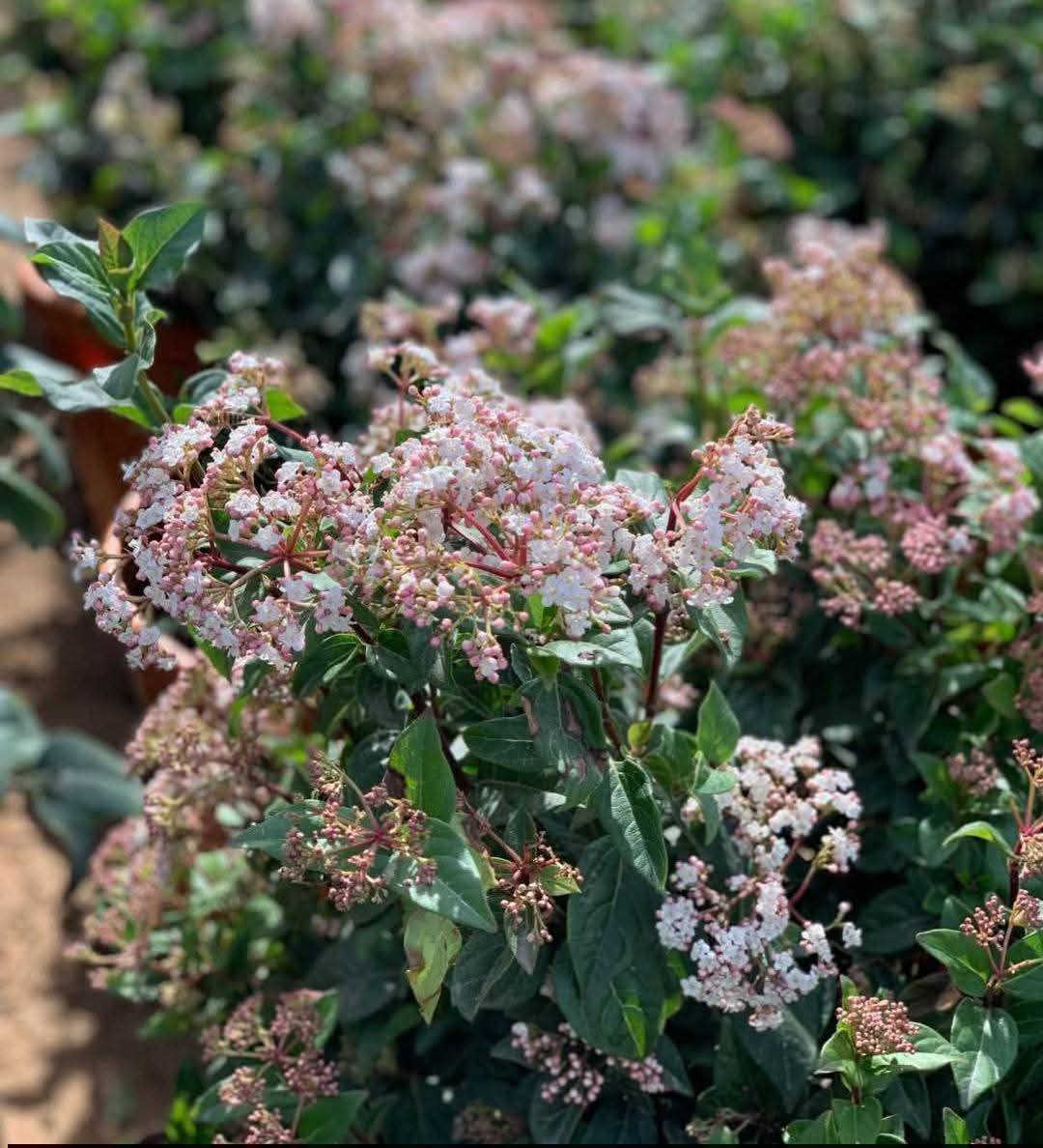 شجرة البيلسان

- وصفه: نبات شجري من فصيلة البيلسانيات، يصل ارتفاع الشجرة من 2 ـ 5 أمتار، ساقها عمودية منتصبة، وأوراقها مسننة شكلها مثل الحربة تنتهي برأس دقيق. ويعرف البيلسان بخزانة الأدوية الطبيعية وهو نبات شجري معمر جميل المنظر له أزهار كثة صفراء اللون أو بيضاء أو وردية تفوح منها رائحة اللوز المر، أما الثمار فكروية صغيرة وسوداء ثلاثية البذور.

- اسماؤه: يعرف النبات بعدة أسماء : بلسان - بلسم مكة - بشام (اليمن)  - خشبها أو عودها، ثمر البلسان أو حب البلسان ، ويسمى المنشم ، بشام (أبو شام ) 

- الموطن الأصلي للنبات: أوروبا، ويزدهر نموه في الغابات والأراضي البور، ويوجد حالياً في معظم البلدان المعتدلة، وغالباً ما يزرع حيث ينبت من الفسائل.

- فوائد الأزهار: أزهار البيلسان تزيد في العرق ومدرة للبول ومضادة للالتهابات. وتستخدم الأزهار ضد الحصبة 

- ماذا قال الطب القديم عن البيلسان؟

- وقال ابن سينا: "البيلسان شجرة مصرية لجلو الغشاوة دهاناً"، أما عوده وحبه فينفعان من الربو وضيق التنفس ووجع الرئة. ينفع حبه من ذات الرئة الباردة، وينفع الهضم، وينقي المعدة، ويقوي الكبد، ويدر البول، وينفع المفصل، ويقاوم السموم".

- وقال ابن البيطار: "البيلسان نافع للأحشاء المريضة، وعرق النسا، والرئة وضيق التنفس، وضيق الهضم، وهو ينقي المعدة ويقوي الكبد". والبيلسان معتدل نافع من سائر الأمراض كالصداع والربو والسعال وضعف المعدة والكبد.

- وماذا قال عنه الطب الحديث؟
لقد أثبتت الأبحاث أن أزهار البيلسان تخفض الالتهابات، ويستخدم البيلسان ضد الزكام والسعال، وتعتبر الأزهار مثالية لعلاج الزكام والانفلونزا. كما أن المغلي له تأثير مرخ للجسم، ومخفض للحمى، كما أن الأزهار تقوي البطانات المخاطية للأنف، والحلق فتزيد مقاومتها للعدوى البكتيرية. وتوصف الأزهار للنزلة ولعدوى الأذن.

كما يستعمل البيلسان لعلاج حالات عسر البول حيث تستخدم الأوراق أو القشور كمشروب مدر للبول، ومطهر للأمعاء، كما يساعد على إفراز العرق.

والبيلسان يستعمل خارجياً لعلاج القروح الجلدية والتهابات البشرة حيث تستخدم الأزهار المجففة لعمل محلول يستعمل على هيئة غسول. كما تستخدم المادة الراتنجية (الصمغية) المستخرجة من سيقان النبات كمادة مطهرة للجروح. أما زيت البيلسان فيستخدم كدهان للتدليك الموضعي على الأماكن الملتهبة.

أما الثمار فتستخدم على هيئة منقوع لعلاج الرشوهات ولتخفيف الوزن وبعض الاضطرابات العصبية مثل الأرق، والصداع النصفي (الشقيقة). كما يستعمل عصير الثمار للروماتزم

* شجرة البشام إذا جرح غصنها فإنه يظهر منه مادة لزجة تنقط ببطئ شديد، وهى مادة ذات رائحة عطرة ونافذة وتجمع بقوارير صغيرة وتباع عند العطارين ولها فوائد كثيرة منها:

1- ثمر الشجرة يسمى حب البيلسان يقوي المعدة ويهضم.
2- دهن البيلسان نافع في الأمراض الباردة دهناً، والمراد بالباردة مثل الروماتيزم، الفالج، اللقوة وغيرها.
3- حبه ينفع من ضيق النفس وذلك بغليه وشربه ، وكذلك يدر البول والحيض.
4- دهن البيلسان يفتت الحصى شرباً مع شراب الشعير أو مع البقدونس.
5- دهنه مع الحليب مقوي للباه.
6- أغصانه تغلى وتشرب مثل الشاي محلاة هاضمة ومقوية للمعدة.
7- قشرة الشجرة الخارجية يؤخذ منها من 1-2 جرام مع 5 جم من ورق الجوافة ويغلى ويشرب، نافع جداً من الربو وضيق النفس.
8- البيلسان أو البشام من أهم مكونات جوارش جالينوس وهو مركب مشهور في الطب اليوناني ويستخدم لتقوية المعدة والهضم متوفر شتلاتها  الان  ............
..........
متوفر الان شتلاتها  السعر ١٠ بداية تزهير 
العنوان  : بغداد الداوودي شارع هيل وزعفران خلف ثانوية الفضيلة 
واتساب ***********    يوجد توصيل بغداد فقط
