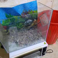 حوض اسماك • نضيف • زينة