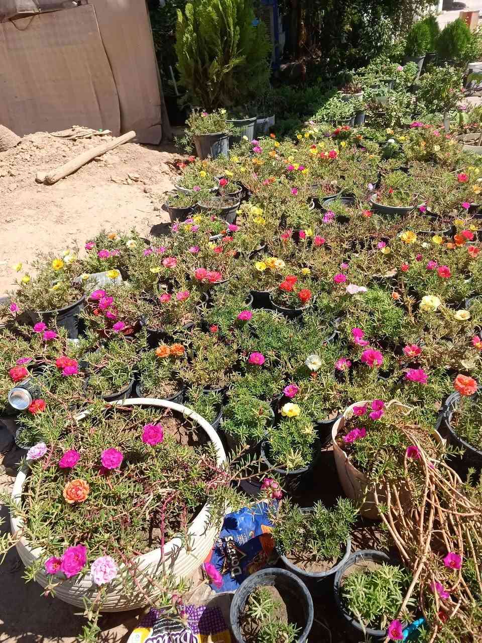 ڕزگاری گەیاندن هه یە


**إذا كنت صاحب هذا الإعلان وتريد حذفه لأي سبب، رجاءا أرسل رسالة إلى الدعم الفني**
