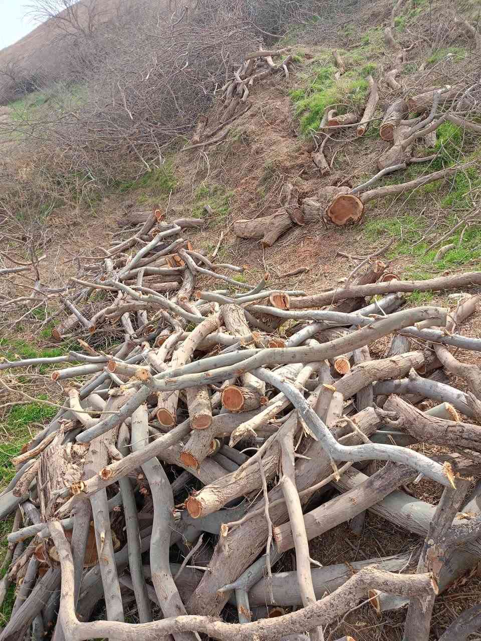 السلام عليكم حطب للبيع سعر الكيا 250 الاتصال على هاذه رقم ***********
