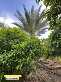 الف متر للبيع طابو سند 25  العنوان المدائن الجعاره قرب مطعم حجي زوين  ...