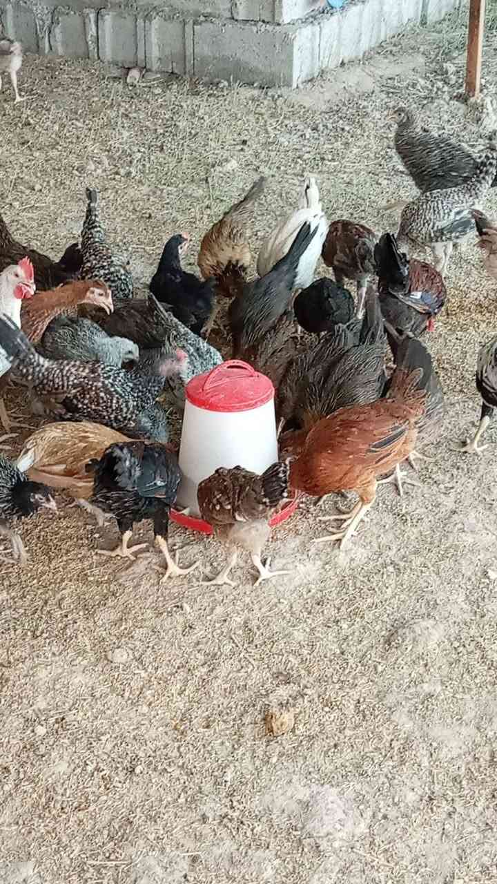دجاج عرب للبيع فروج مثل ماواضح بصور والفيديو 
بلدروز  الزوج 14 رقم ***********
