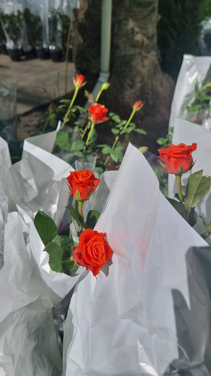 مرحبآ ⚘ حسب طلب الزبائن وعلى بركة الله 🙏 تم تكرار العروض الجديدة مع بداية الربيع وموسم الزراعة 🌱🌲🌹 مجموعة نباتات متكونه من 14 سندانة حجم كبير وكثيف كل سندانة نوع 🌿🍁🍃🍂 🌳💐🌲 ️دائمية الخضار ومقاومة للشمس🌞 ولدرجات الحرارة العالية ولدرجات البرودة ⚘🌷🌼🌺🌹🍁🍃🍂☘🌿💐🌸🌱🏵

1- ورد جوري 🌹 

2- ورد الداليا ⚘ 

3- ورد بيبي روز 🌹 

4ـ ورد استر افريكانو 🏵️ 

5- ورد شوكة المسيح🍂🍃

6- فكس 🌿 

7- نبات السرو 🌲 

8- نبات سباركس عراقي🌿 

9- قطر الندى تراجي العروس🍃⚘️ 

10- روز ماري اكليل الجبل عطري🌲 

11- نبات شمشار🌳 

12- ياس 🌿🍃 

13- ورد الجمال🌸 

14- ملكة الليل شبوي عطري🌳 

كل هذا بسعر 35 فقط ⚘🍂🍁🌺🌸🍃☘🌳 مع كل طلب هدية 🎉🎁🎊 كيس بتموس حجم 5 لتر 

زورونا في فروعنا 
📍الفلوجة - شارع 40 - مقابل سنتر ملامح 
الفلوجة - السوق العصري

(تتوفر خدمه توصيل 🚕 )‌‌‌‎💜 🙏 للحجز والاستفسار الاتصال او مراسلتنا على الخاص❤
***********
#نباتات #نباتات_منزلية #نباتات_طبيعيه #نباتات_ظل
