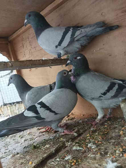 سلام عليكم متاح العدد ٤بيهن بيهن بس فحل واحد المكان بغداد حي اور السعر 30الف قفل ***********
