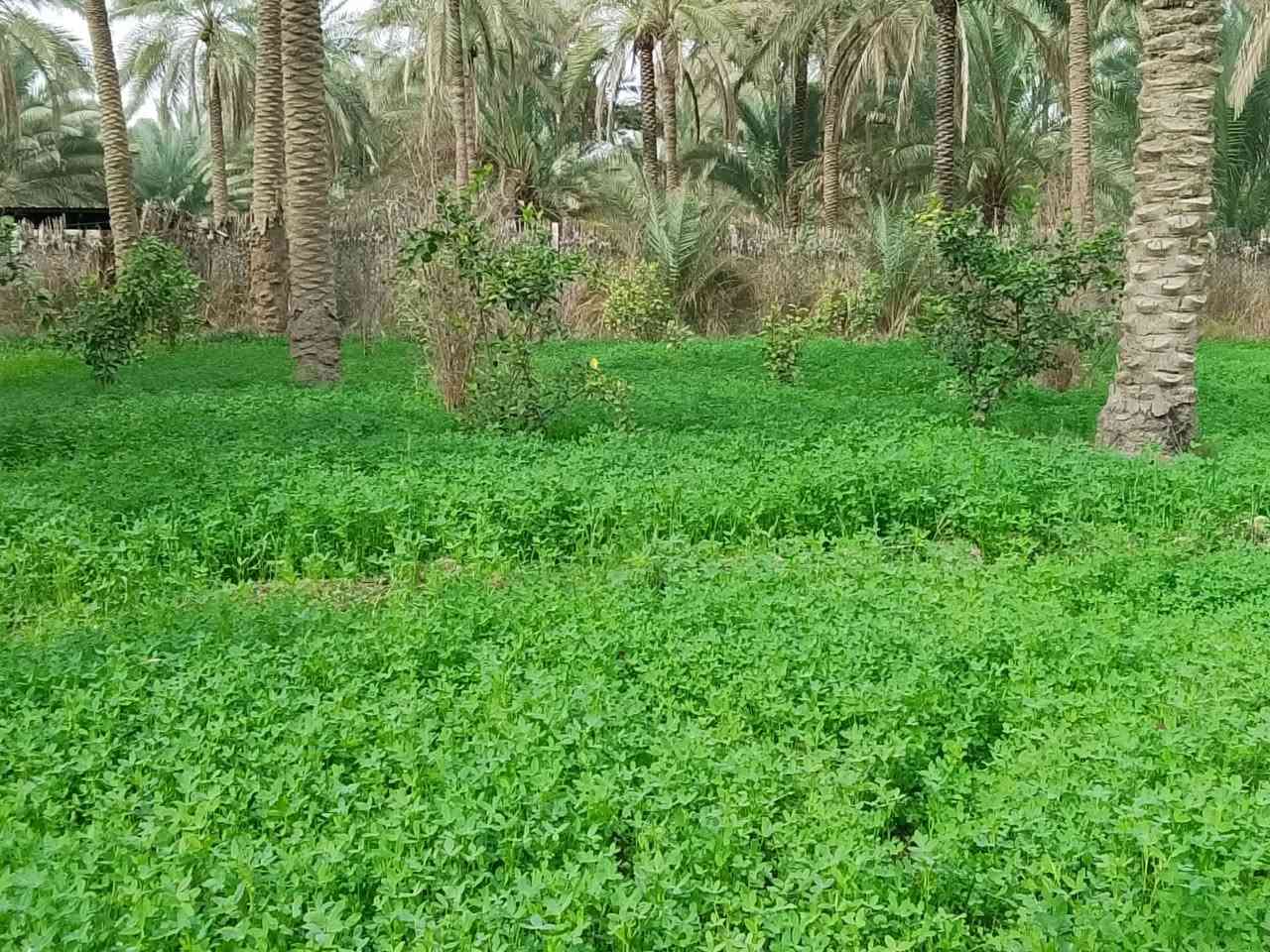 يوجد ثلاث دونم مع بيت في منطقه حسينيه كربلاء سعر دونم ١٢٥مليون الاتصال على ***********
