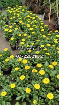 مشتل زهور واسط • كوت فلكه الحاوي • توصيل الكوت