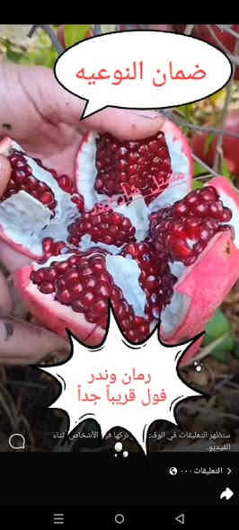 مشتل الجمعيه 💯 
قريباً جداً يتوفر رمان وندر فول ضمان💯
الدجيل الجمعيه خلف الدفاع المدني 💯
للاستفسار والحجز ***********
توجد لدينا خدمه توصيل داخل الدجيل 💯 
علما ارتفاع الشتله متر السعر 3000💯💯
